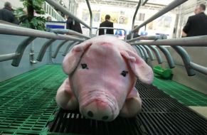 Chamber for sow keeping