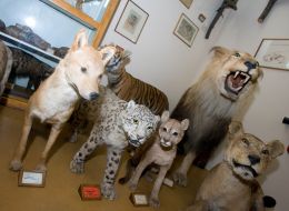 Scare-crows of animals