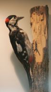 Scare-crow of woodpecker