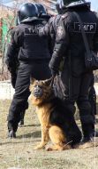 Навчання підрозділів внутрішніх військ МВС і МНС України