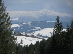 Volovetsk’s forest district