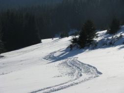 Volovetsk’s forest district