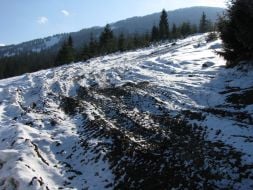 Volovetsk’s forest district