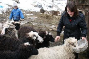A girl feeds sheep