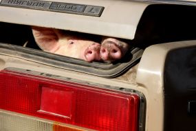 Pigs peek out from the luggage rack of car