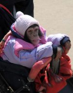 A chimpanzee in a baby-carriage