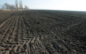 Crops of the winter barley, ploughed by the tractors of raiders