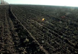 Crops of the winter barley, ploughed by the tractors of raiders
