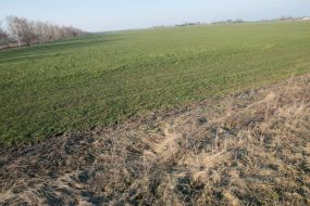 Crops of the winter barley, ploughed by the tractors of raiders