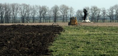 The tractor of raiders plough the crops of the winter barley