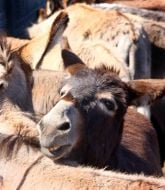 A donkeуs at the stall
