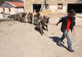A young man conducts donkeys