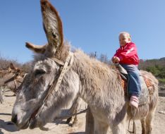 A girl sits on a donkey