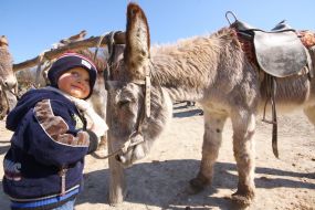A boy stands near donkeys