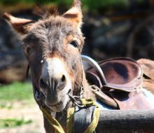 A donkeуs at the stall