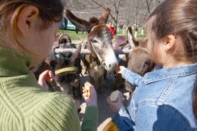A girl feeds donkeys