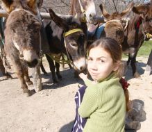 A girl feeds donkeys