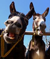 A donkeуs at the stall