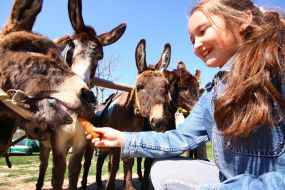 A girl feeds donkeys