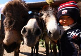 A boy stands near donkeys