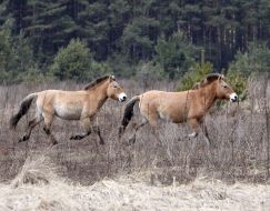 Przewalski’s horses