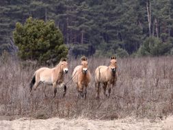 Przewalski’s horses