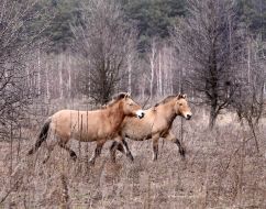 Przewalski’s horses