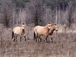 Przewalski’s horses