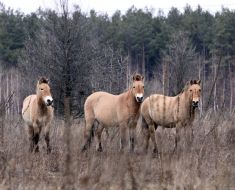 Przewalski’s horses