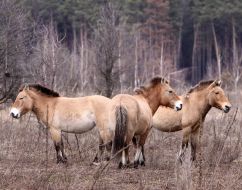 Przewalski’s horses