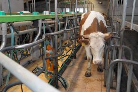 A cow in dairy plant