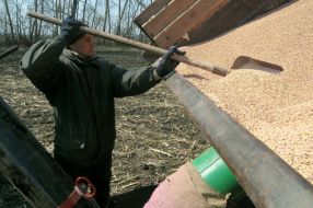 A worker prevents by the shovel of corn of barley