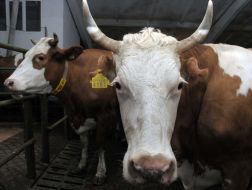 A cows in dairy plant