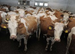 A cows in dairy plant