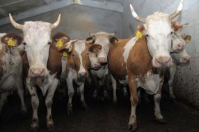 A cows in dairy plant