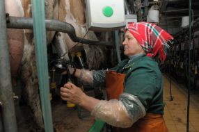 A milkmaid puts a milking vehicle on cow
