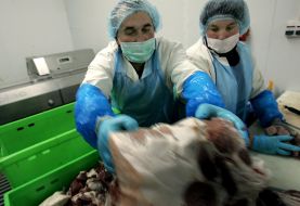 Workers of meat-processing enterprise