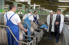 Victor Yushchenko at the pig farm