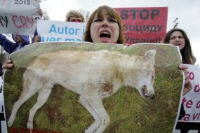 Акция в защиту бездомных животных