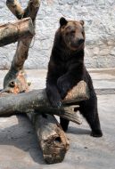 Медведь Матвей