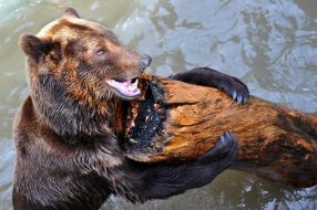 Медведь Матвей