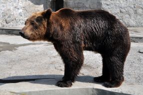 Медведь Матвей