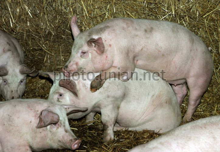 Распутные зоофили трахаются со свиньями в зоо порно видео