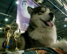 Malamute