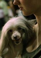 The dog of breed ”Chinese crested”