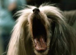 The dog of breed ”Chinese crested”