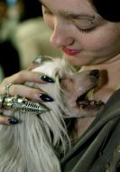 The dog of breed ”Chinese crested”