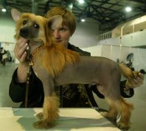 The dog of breed ”Chinese crested”