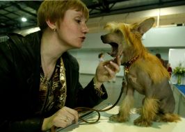 The dog of breed ”Chinese crested”