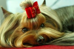 Yorkshire terrier